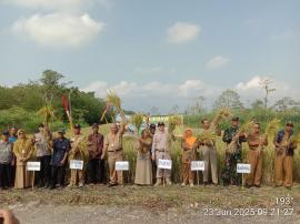 Panen Raya Padi MH2 Di Kalurahan Grogol